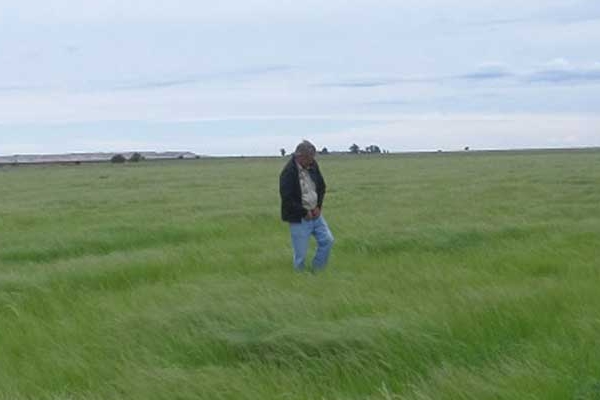 Newly Established Teff land